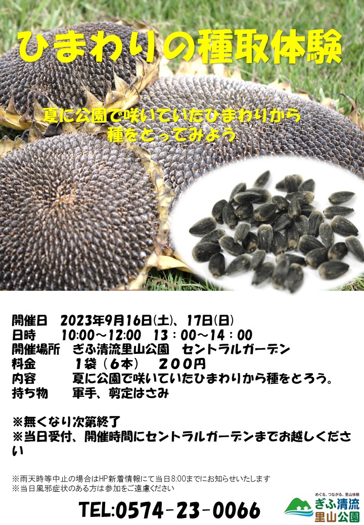 ひまわりの種取体験 チラシ