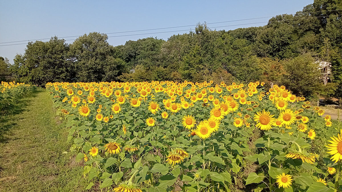 ひまわりの種まき体験 イメージ
