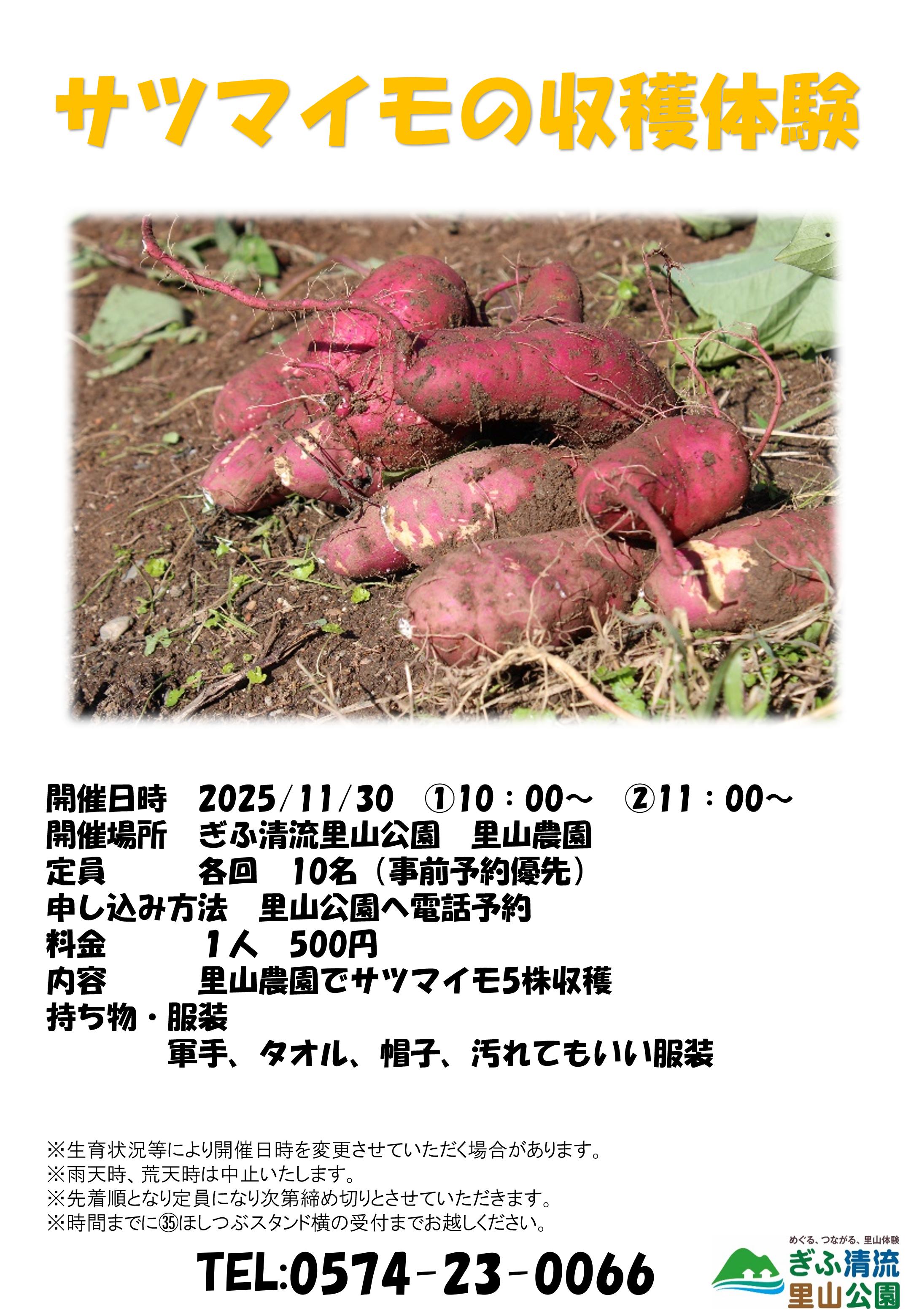 さつまいもの収穫体験